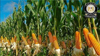 الحكومة: الدولة مستمرة في دعم محصول الذرة الشامية وتعمل على زيادة إنتاجيته - الخليج الان