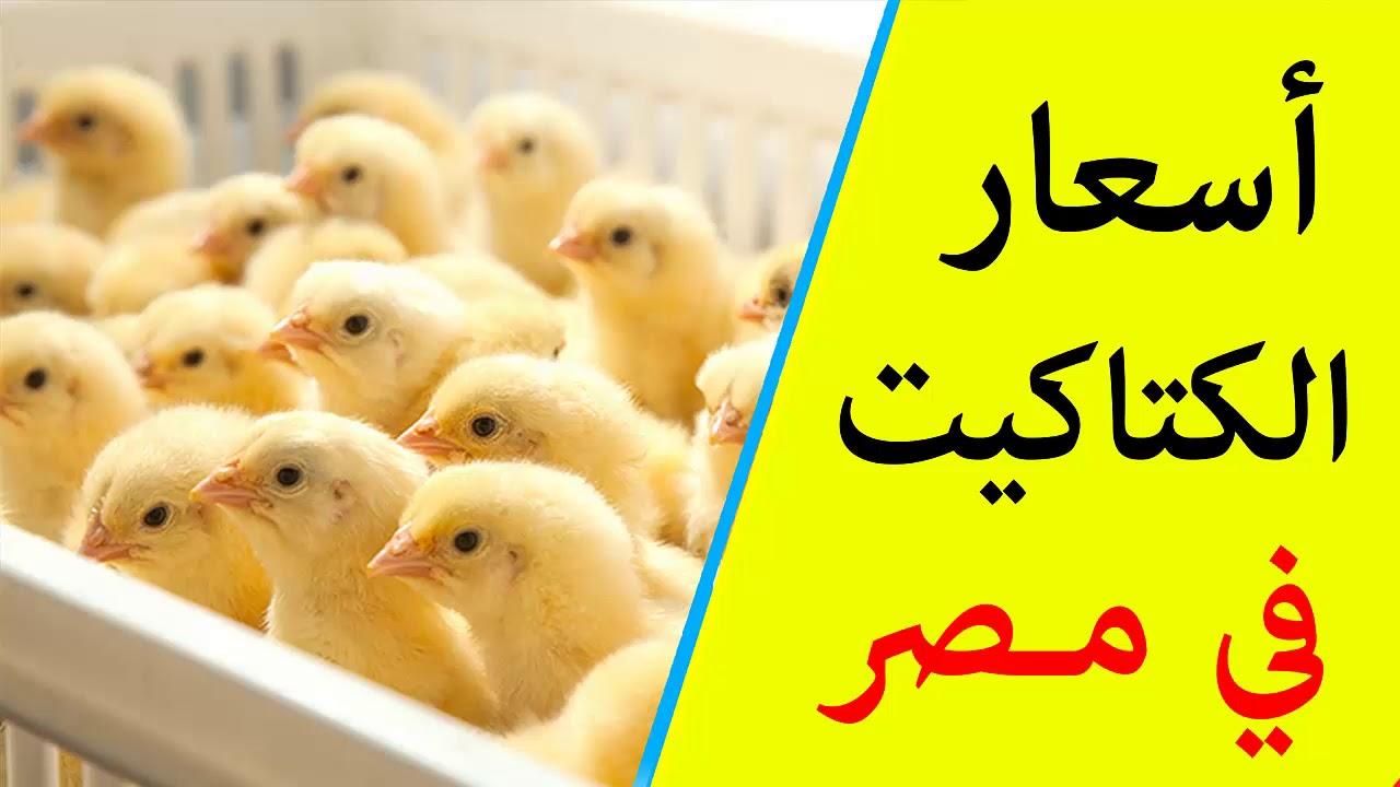 كتاكيت اليوم.. أسعار الكتاكيت اليوم الخميس 17/7/2025