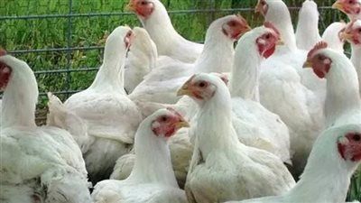 ب64 جنيهًا للكيلو..استقرار أسعار الدواجن اليوم في الأسواق - الخليج الان