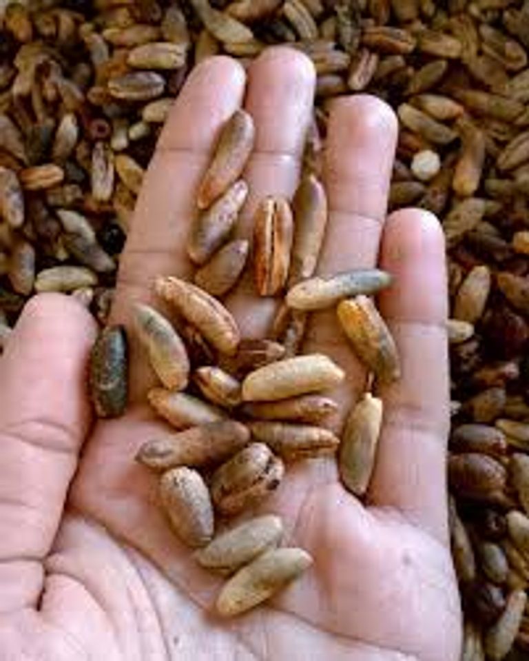 160 مركبا غذائيا ودوائيا في نواة التمر.. دراسة تكشف خباياها المذهلة