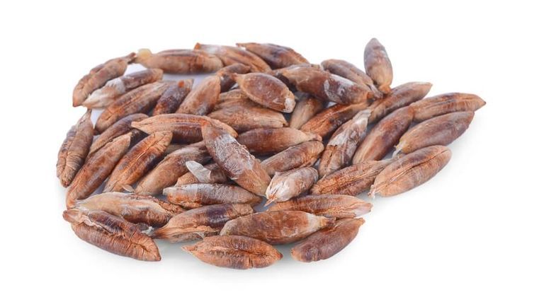 160 مركبا غذائيا ودوائيا في نواة التمر.. دراسة تكشف خباياها المذهلة