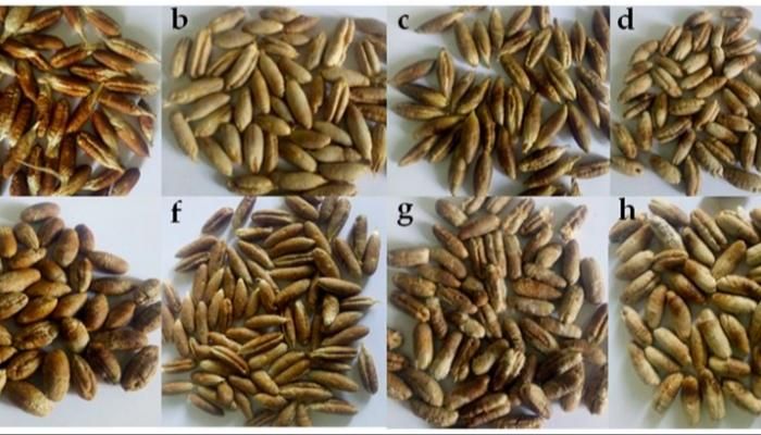 160 مركبا غذائيا ودوائيا في نواة التمر.. دراسة تكشف خباياها المذهلة