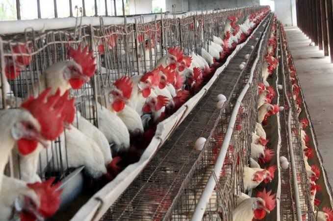 كيلو الفراخ بكام النهاردة؟.. أسعار الفراخ البيضاء اليوم والدواجن والبيض في الأسواق المصرية اليوم الأربعاء 15/7/2025