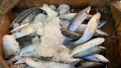 تعرف على اسعار السمك اليوم الإثنين 21 يوليو 2025 - الخليج الان