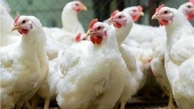 بـ200 جنيه البانيه..أسعار الفراخ اليوم الثلاثاء 22 يوليو في الأسواق - الخليج الان