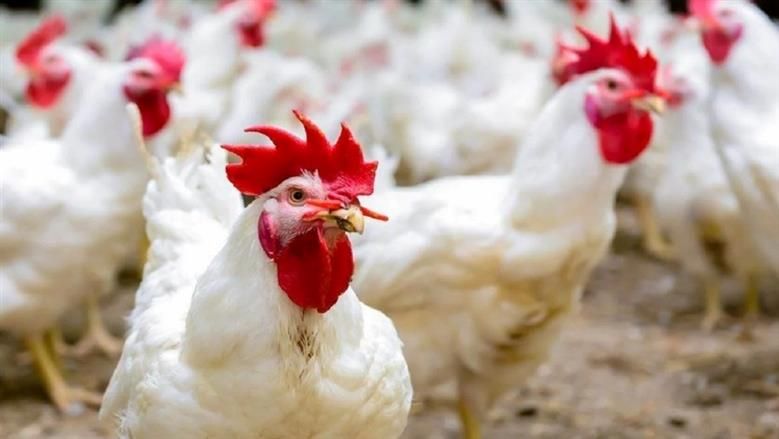 اشتري يا ست الكل.. تعرف علي سعر الفراخ البيضاء في بورصة الدواجن اليوم الثلاثاء 22-7-2025.. بقيت برخص التراب 