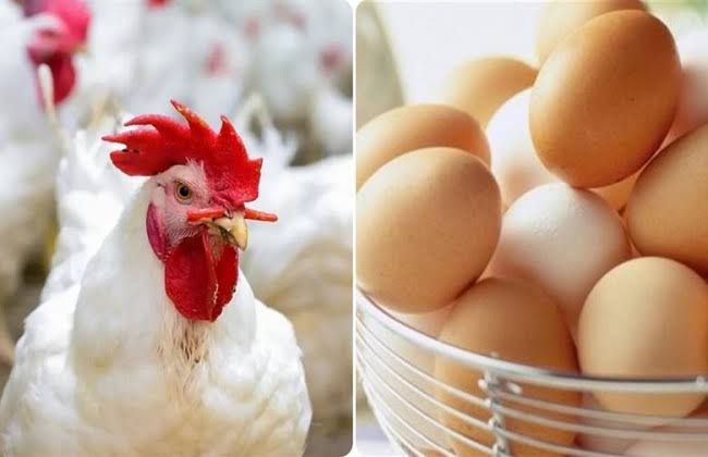 اللي مستني السعر ينزل .. شوف اسعار الفراخ البيضاء اليوم 23/7/2025 … هتاكل لحد ما تشبع