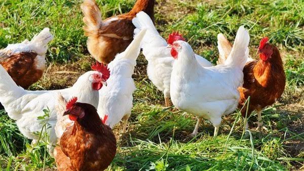 كيلو الفراخ بكام؟… أسعار الفراخ البيضاء والبلدى اليوم السبت 26 يوليو .. شوف الأسعار بالتفصيل يمكن فرصة للتخزين