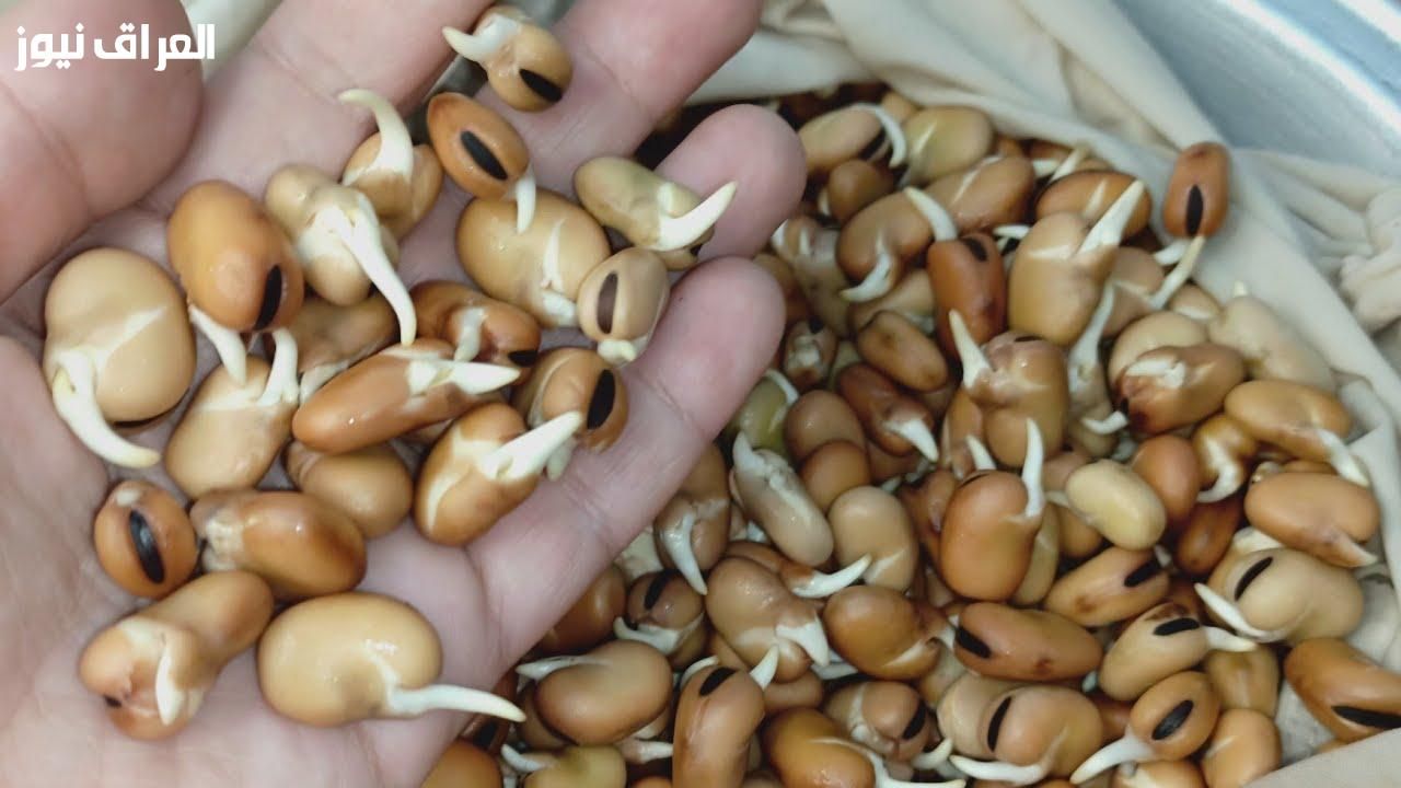 اسلقي فول نابت .. طريقة عمل الفول النابت بطعم صحي