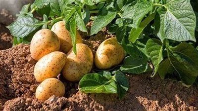 الزراعة: صدور تشريع أوروبي بتصدير البطاطس إلى أسواق الإتحاد الأوروبي - الخليج الان