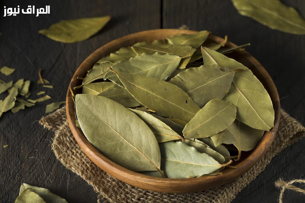 لست البيت وبدون تكاليف ريحة تهدي الأعصاب وتنضف الجو.. كل ده من ورق الغار المحروق