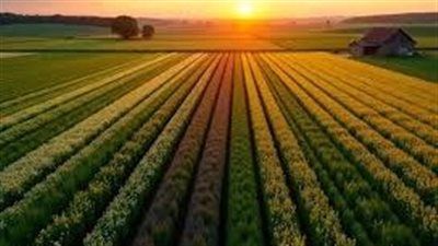 محاصيل الصيف تتحمل الضغط.. كيف تؤثر درجات الحرارة على المحاصيل - الخليج الان