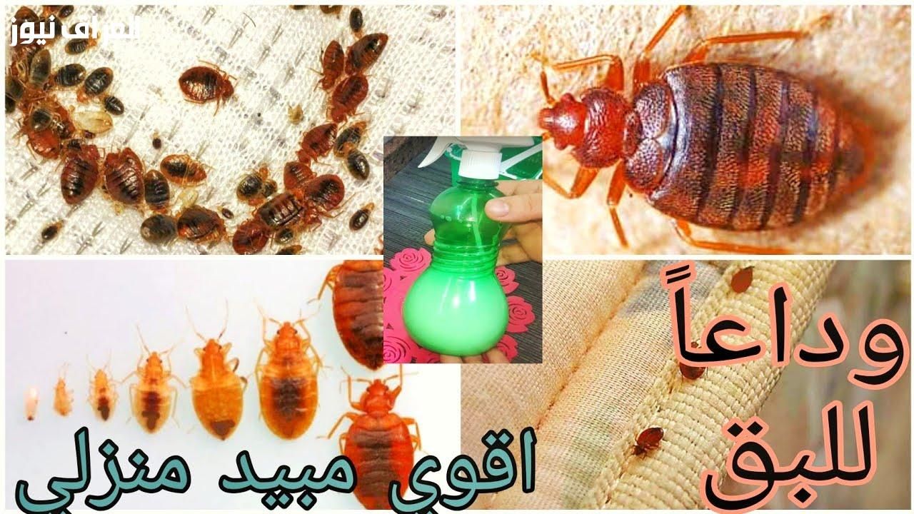 ريحة فريش.. طريقة التخلص من حشرة الفراش البق نام مرتاح