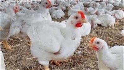 بـ 63 جنيه..أسعار الفراخ البيضاء اليوم الأحد 3-8-2025 - الخليج الان