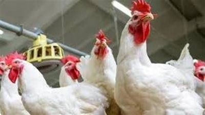63 جنيه الكيلو.. سعر الفراخ البيضاء اليوم الإثنين 4-8-2025 - الخليج الان