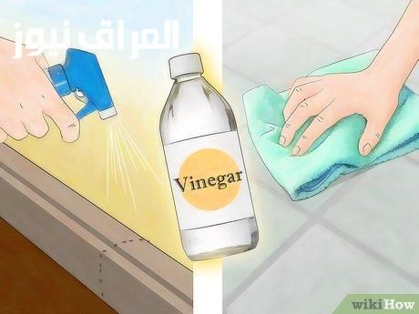 النمل هينتهي.. طريقة التخلص من النمل في المنزل نهائيًا بسهولة وسرعة وبطرق طبيعية جدا