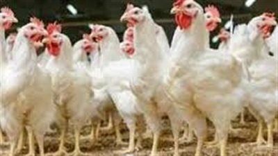 بـ63 جنيه.. سعر الفراخ البيضاء اليوم الأربعاء 6-8-2025 - الخليج الان