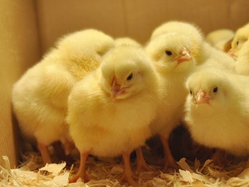 شوفي وصل كام يا ست الكل ».. سعر كيلو الفراخ البيضاء اليوم الخميس 2025-8-7 في الأسواق بعد الزيادة الكبيرة 