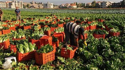 بعد ارتفاع حجمها.. اقتصادية النواب: الصادرات الزراعية المصرية تحقق أرقاماً قياسياً - الخليج الان