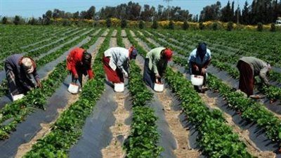 الزراعة في كل مصر.. جهود مكثفة لحماية المحاصيل والثروة الحيوانية في أسبوع - الخليج الان