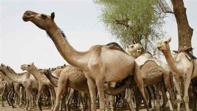 أكبر 10 دول في العالم تمتلك الإبل.. تعرف عليها - الخليج الان