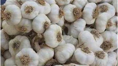 الثوم المصري.. محصول استراتيجي مصرى يبدأ موسم 2025 باستعدادات مبكرة - الخليج الان