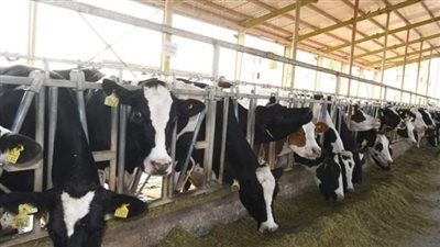 جهود متكاملة لتقليص فجوة اللحوم الحمراء في مصر - الخليج الان