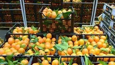 الموالح المصرية في صدارة الصادرات الزراعية رغم التحديات العالمية - الخليج الان