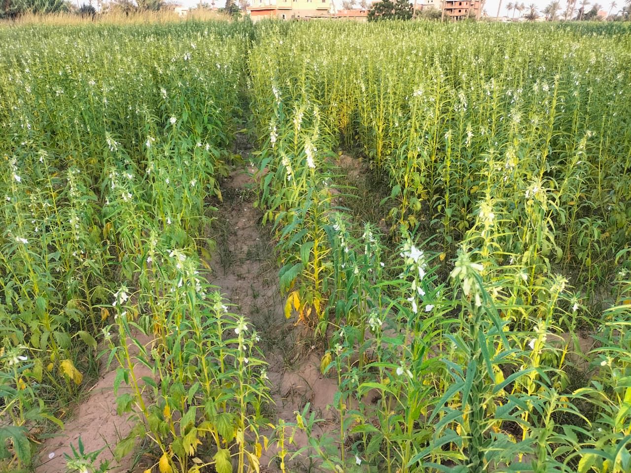 الفدان ينتج 600 كيلو.. وكيل الزراعة بالشرقية: تم زراعة أكثر من 15 ألف فدان سمسم داخل المحافظة - الخليج الان