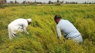 الكتان المصري.. كنز زراعي مهدر أم فرصة صناعية واعدة؟|تفاصيل - الخليج الان