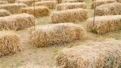 «قش الأرز» من مشكلة بيئية إلى ثروة صناعية حيوية في مصر - الخليج الان