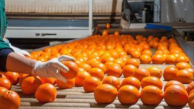 البرتقال المصري: قصة نجاح عالمية في الأسواق التصديرية - الخليج الان