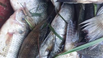 ضبط لحوم وسلع غذائية فاسدة.. وتحرير 260 محضرًا خلال حملات تموينية مكثفة بأسيوط - الخليج الان