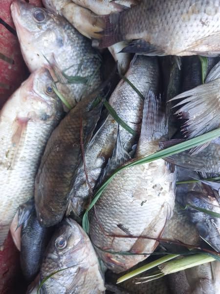 ضبط لحوم وسلع غذائية فاسدة.. وتحرير 260 محضرًا خلال حملات تموينية مكثفة بأسيوط - الخليج الان