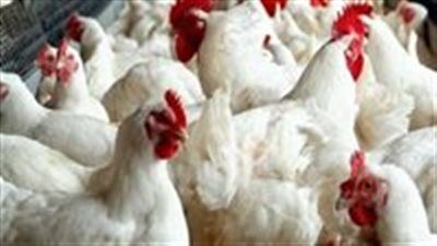 انخفاض أسعار الدواجن من 80 إلى 62 جنيهًا للكيلو.. والزيني: لدينا اكتفاء ذاتي كامل والتصدير مستمر - الخليج الان