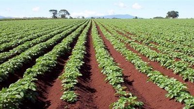 مصر تنجح في فتح سوق بيرو أمام شتلات الفراولة - الخليج الان