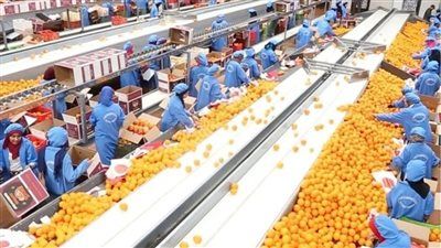 الموالح المصرية تواصل الهيمنة عالميًا.. صادرات تقترب من المليونين - الخليج الان