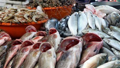 400 ألف زريعة جديدة في وادي الريان وخطة للوصول إلى 3 ملايين طن بحلول 2030 - الخليج الان