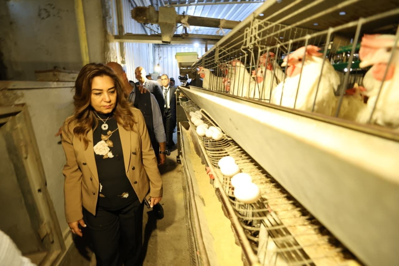 بـ «30 مليون بيضة» ..الدولة تدعم السوق وتوفر السلع الأساسية للمواطنين - الخليج الان