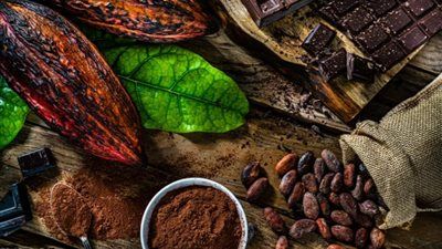 زراعة الكاكاو في مصر: تجربة لم تُكلل بالنجاح.. فما السبب - الخليج الان