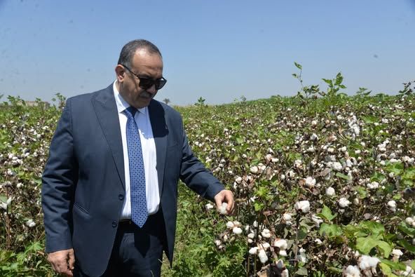 محافظ أسيوط يفتتح موسم جني القطن لعام 2025 ويؤكد دعم كامل للفلاح وإعادة "الذهب الأبيض" لمكانته التاريخية - الخليج الان