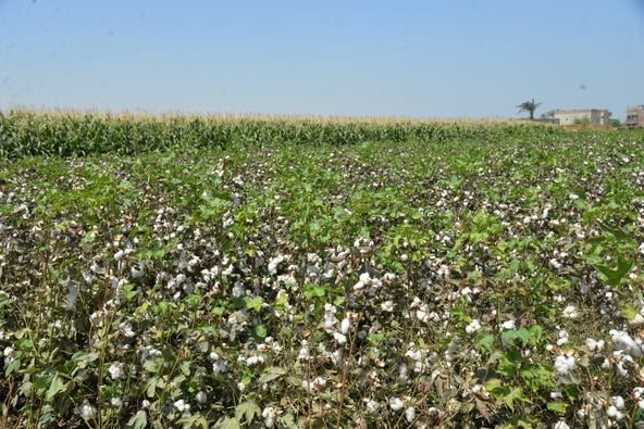 محافظ أسيوط يفتتح موسم جني القطن لعام 2025 ويؤكد دعم كامل للفلاح وإعادة "الذهب الأبيض" لمكانته التاريخية - الخليج الان