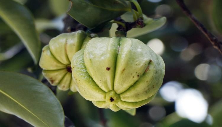 حارق دهون طبيعي فعال جدا...تعرف عليه !