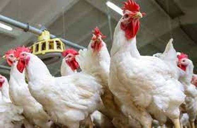 البانيه بـ 200 جنيه.. أسعار الدواجن اليوم السبت 20 سبتمبر 2025