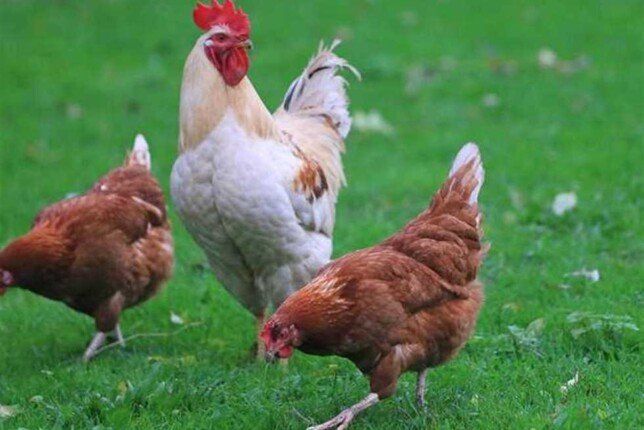 البانيه بـ 200 جنيه.. أسعار الدواجن اليوم السبت 20 سبتمبر 2025