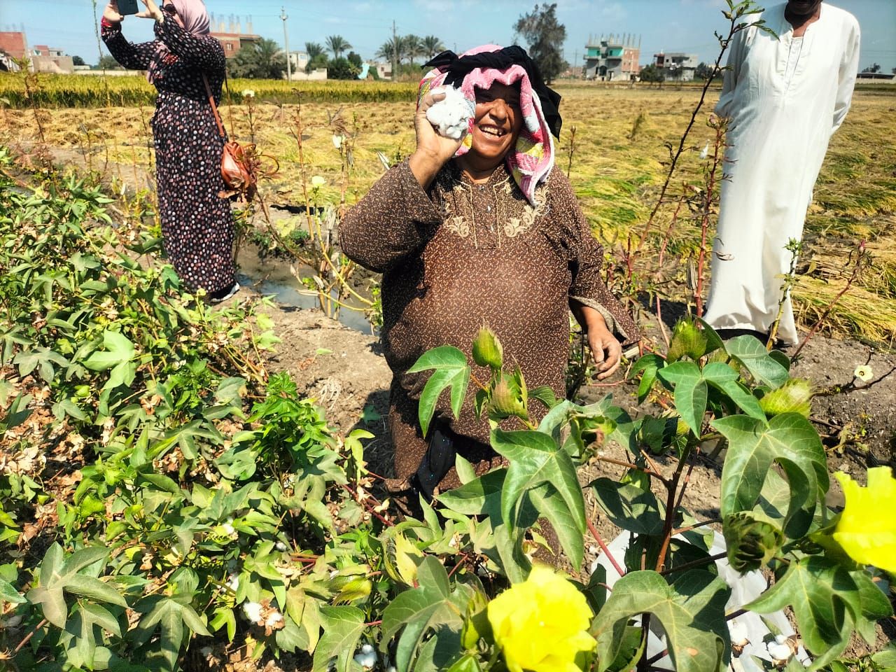 حكاية «أم محمد» 65 عاما من الشرقية وتعمل في جني القطن: جوزي متوفي ولازم اشتغل عشان ولادي - الخليج الان