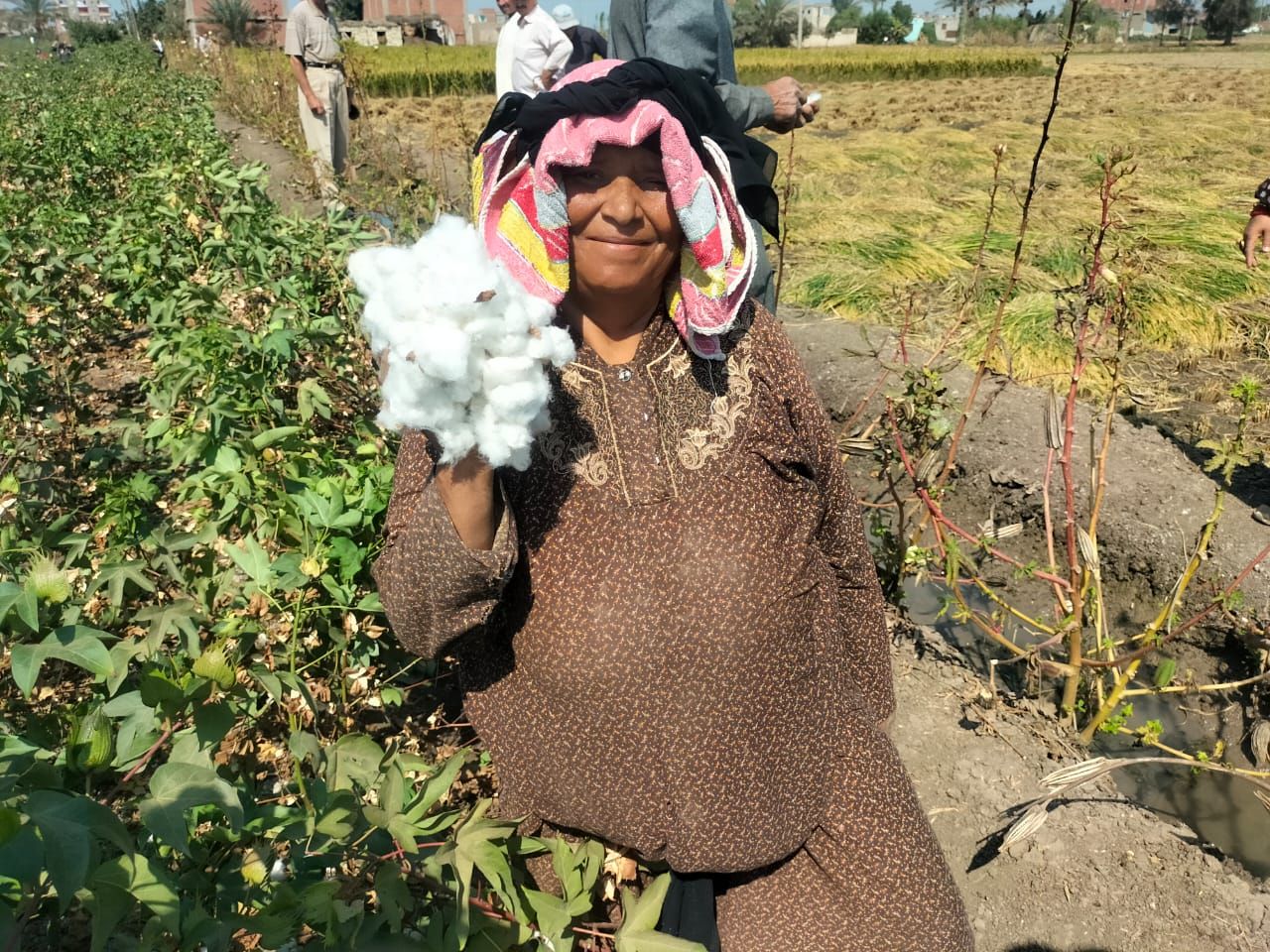 حكاية «أم محمد» 65 عاما من الشرقية وتعمل في جني القطن: جوزي متوفي ولازم اشتغل عشان ولادي - الخليج الان