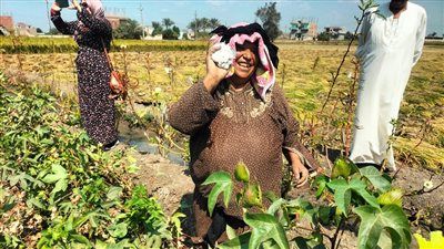 حكاية «أم محمد» 65 عاما من الشرقية وتعمل في جني القطن: جوزي متوفي ولازم اشتغل عشان ولادي - الخليج الان