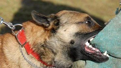 كلب ضال يعقر 5 أشخاص بينهم أطفال بكحك بحري في الفيوم - الخليج الان