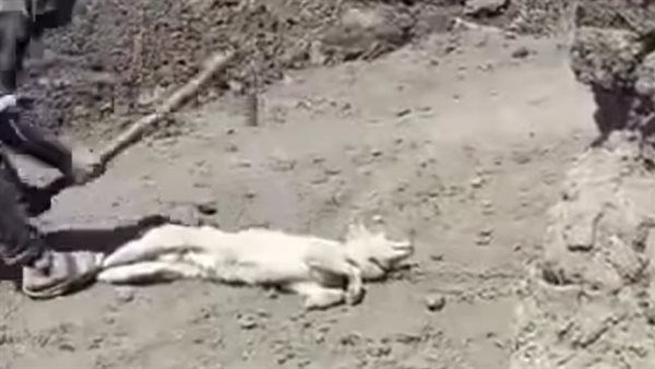 بعد عقر 8 أشخاص.. أمن الفيوم يقضي على كلب ضال والطب البيطري تنفذ الدفن الصحي